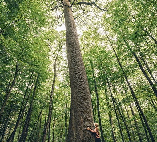 Enlacer un arbre © Max Coquard - Bestjobers